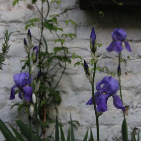 B&B Les Iris Brussel Buitenkant foto