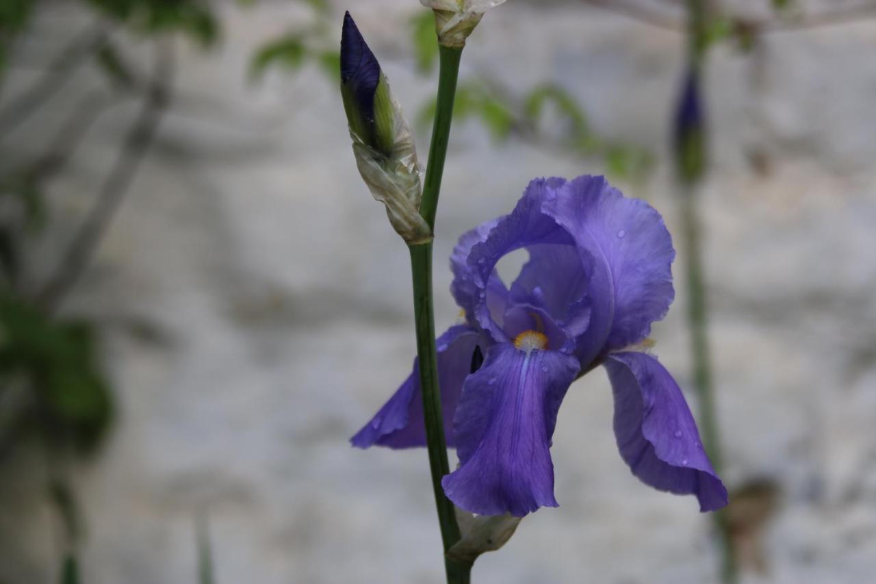 B&B Les Iris Brussel Buitenkant foto